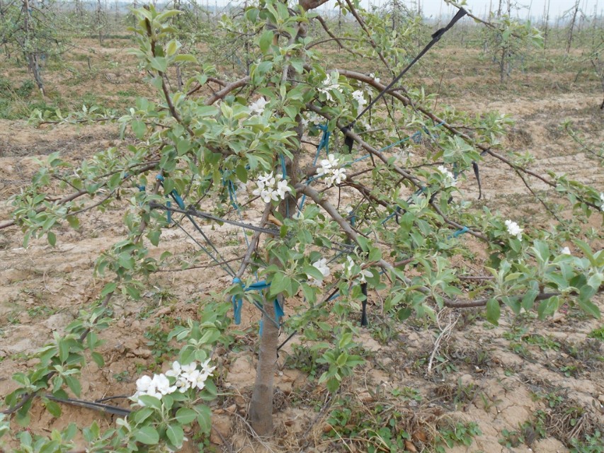 苹果树开花时间是多少（苹果树开花时间及花后病虫害防治）