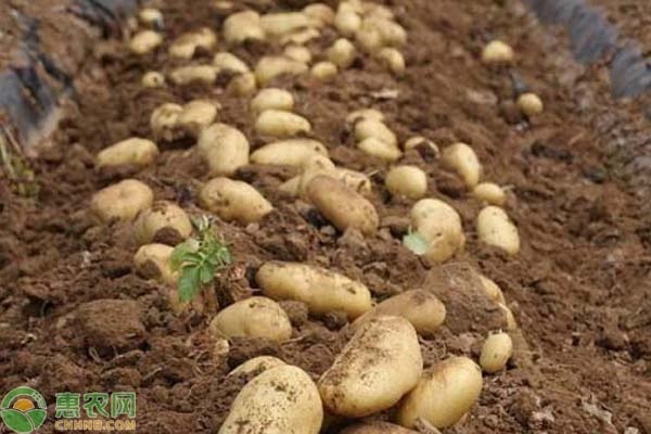 2020土豆最新价格多少钱一斤？附行情走势分析