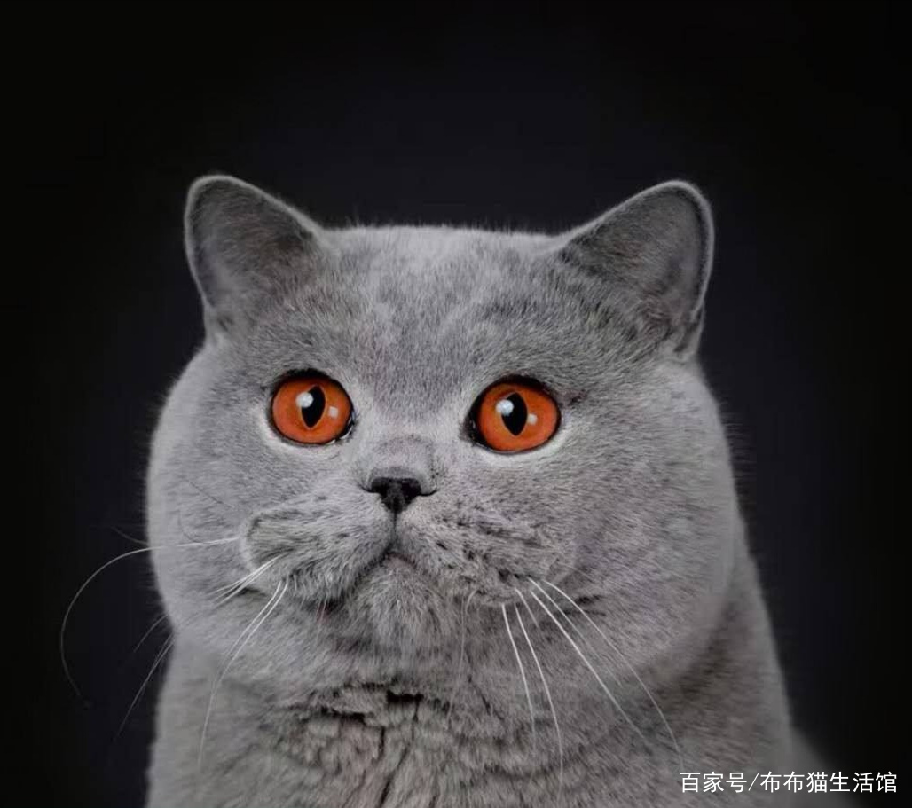 世界42种宠物猫，看看你能认识多少