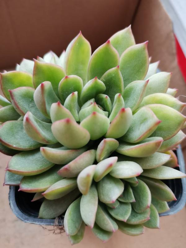 天气越来越热，植物开始进入休眠状态，抓住要点养护是关键