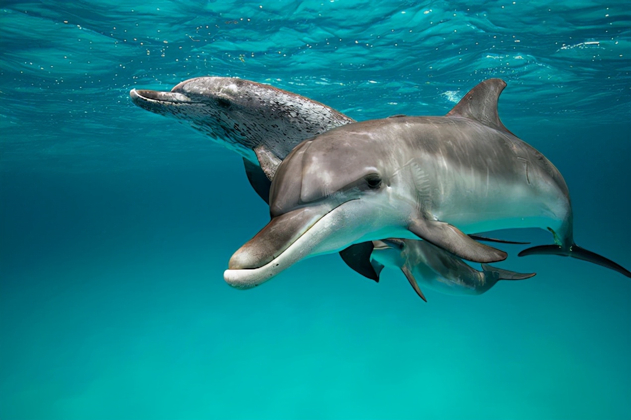 海豚生殖器官,