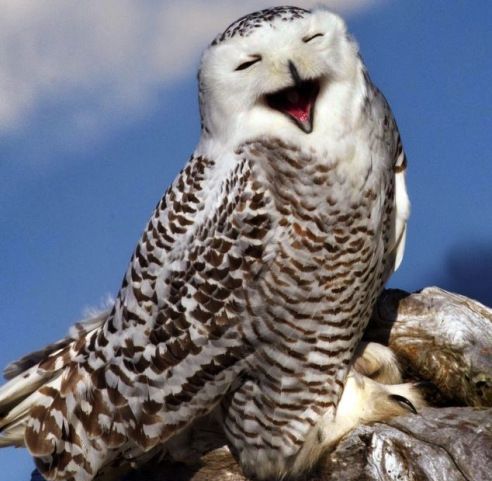 猫头鹰真的是"不祥的鸟"吗?