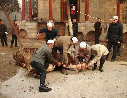 回族为什么不吃猪肉 回族有偷偷吃猪肉的吗-徐拾记官网