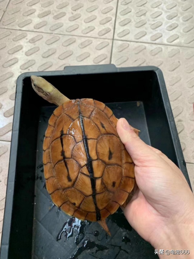 鷹嘴龜價格,