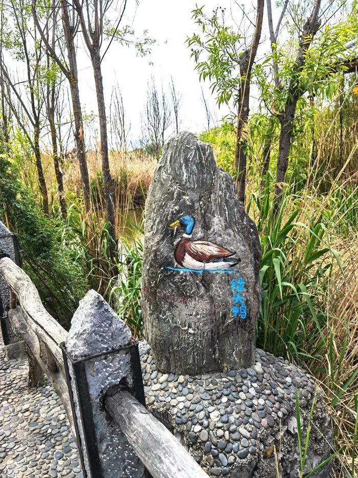 丽江拉市海，骑马走茶马古道，赏鸟走观湖长廊