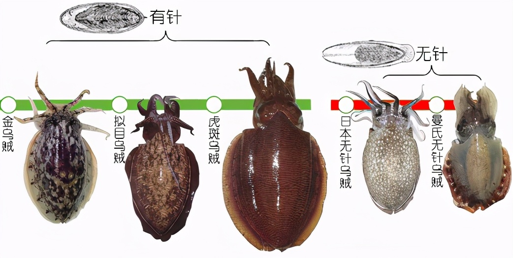 解析海鲜｜明明白白吃肉！墨鱼与鱿鱼到底有什么不同？(下)