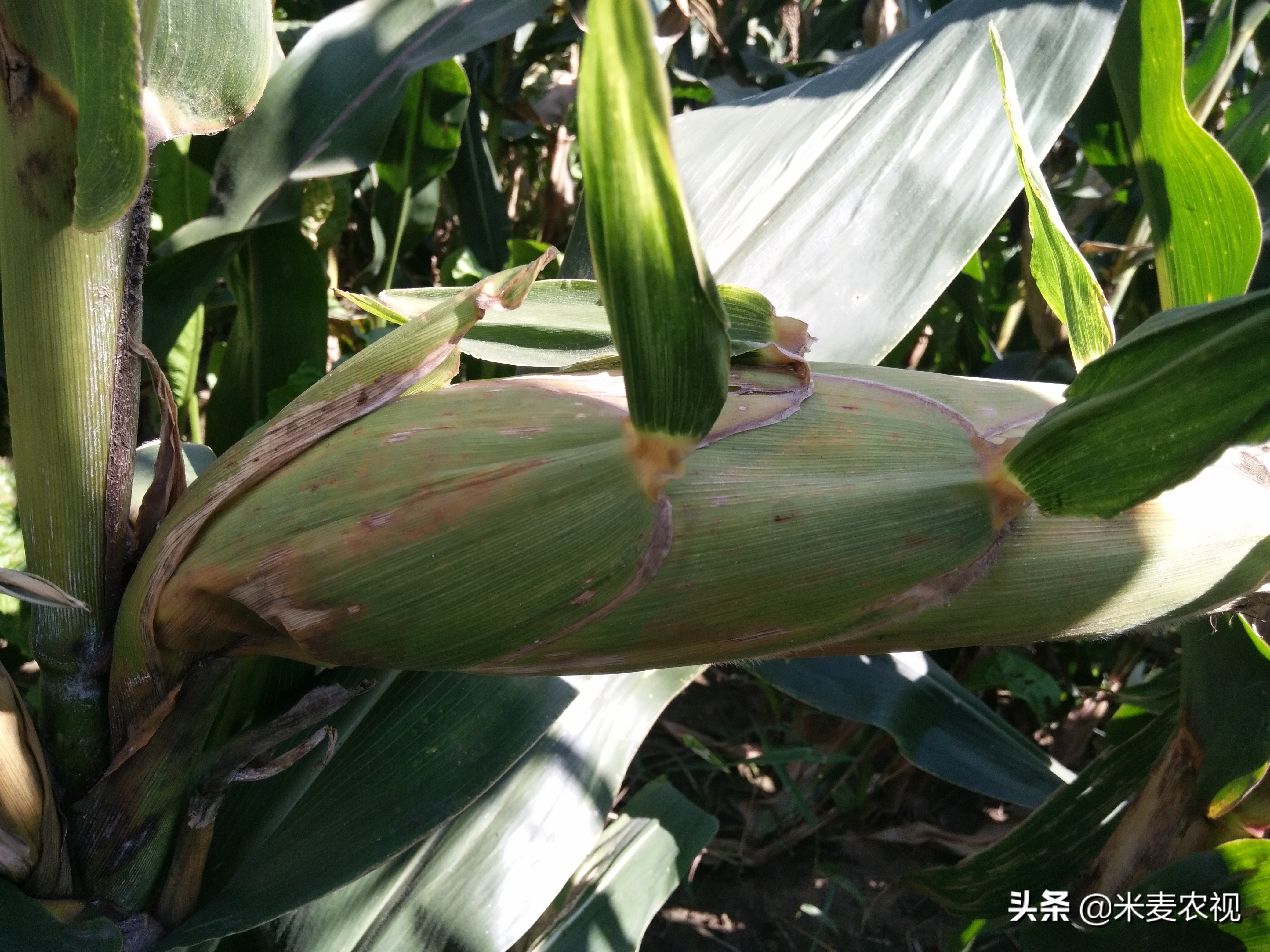 玉米品种的新秀,提纯度100%,抗性和亩产量不一般,种植户很高兴