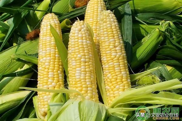 咸阳今日玉米干粮价格「今日玉米干粮价格」