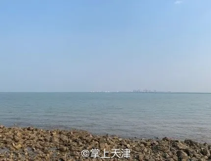 赶海拾贝挖蛤蜊，天津这些地儿你都去过吗？