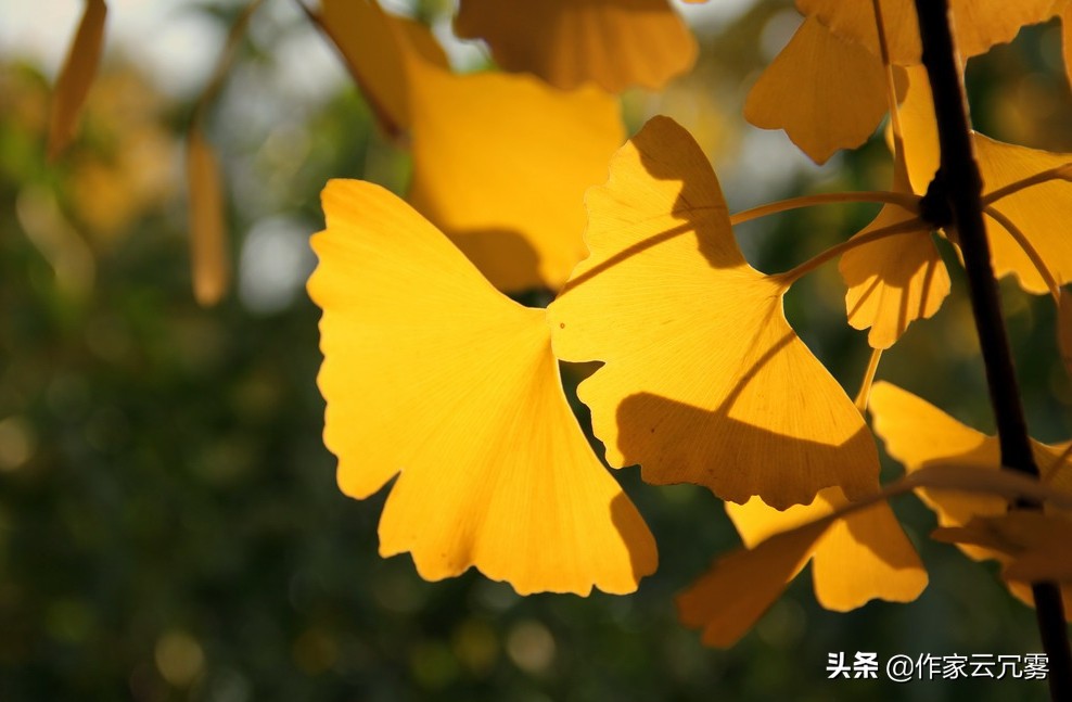 刘禹锡两首秋天诗词，尤其是第一首，道尽人生酸甜和悲欢