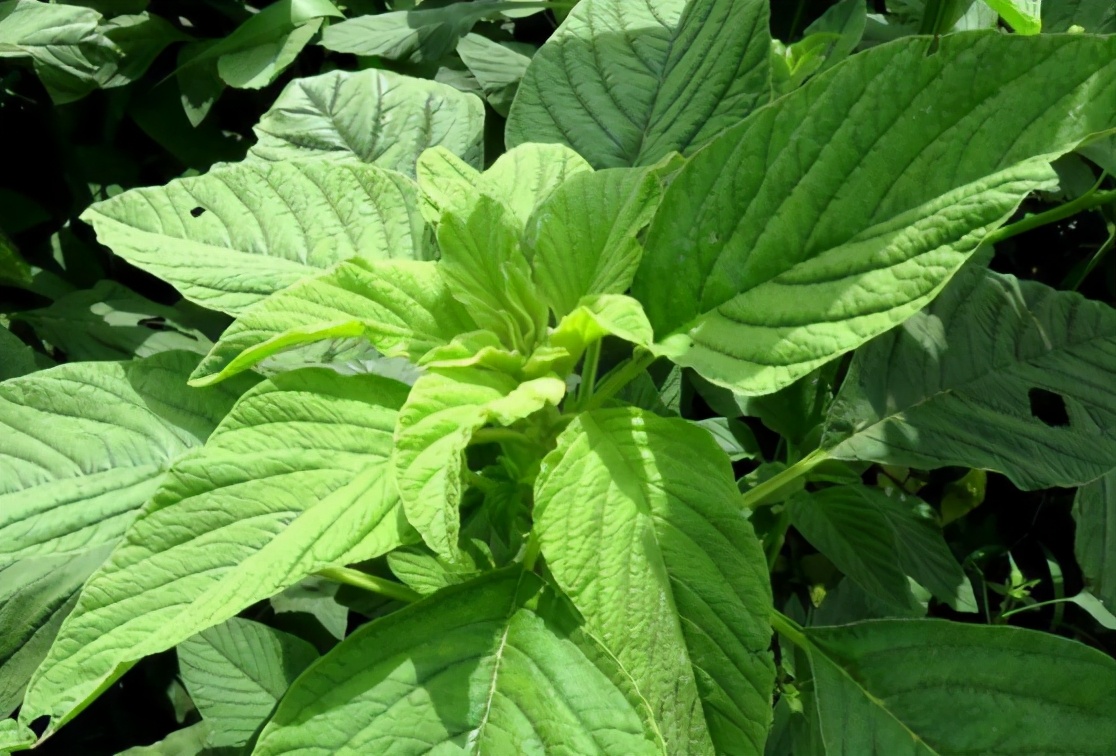 刺苋菜图片(这野草是入侵物种) - 赤虎壹号