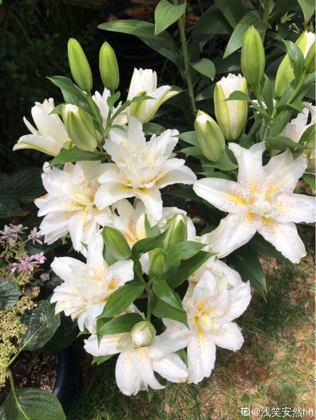 春天种什么花（春天最好养的20种花长得快）