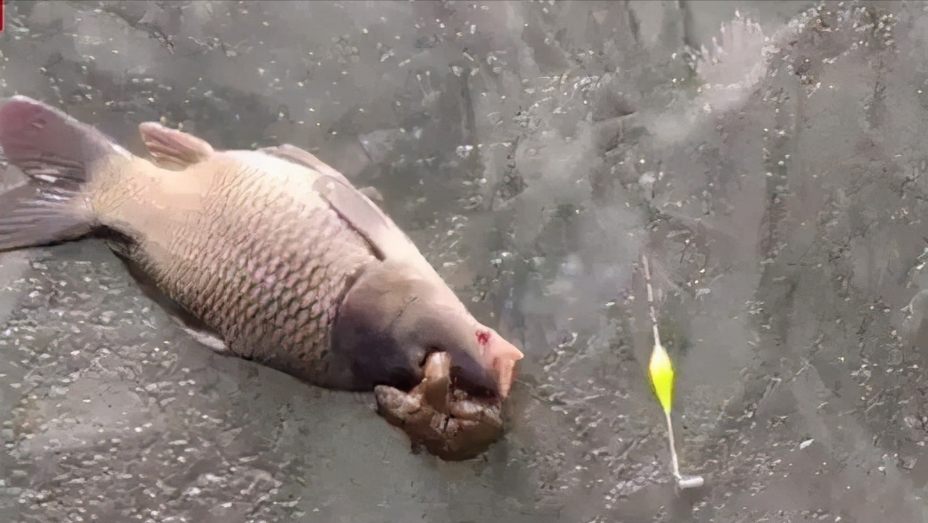 癞蛤蟆为什么会抱住鱼的眼睛?