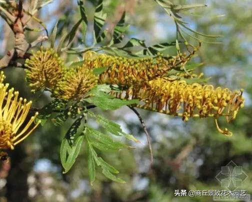 常绿乔木有哪些（70多种常用常绿乔木图例宝典）