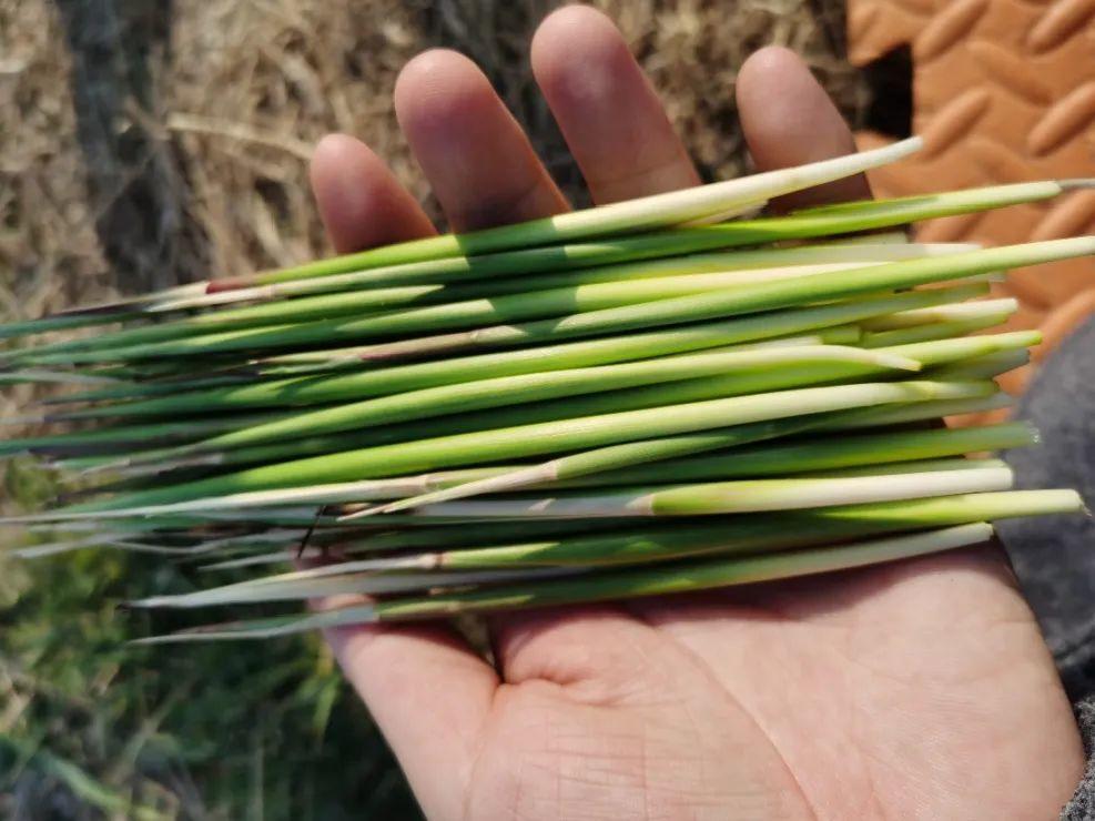 茅针的季节很短,几天就老了,秋冬挖下面的茅根吃,嚼一嚼,就像在吃迷你