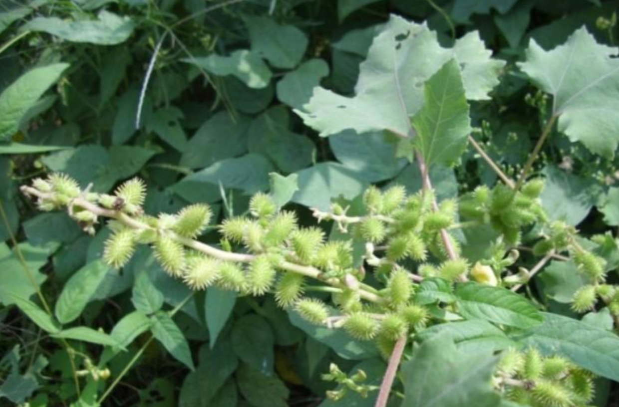 什么球打不里气(刺刺球,几代人的专属回忆,没见过的童年不完整)