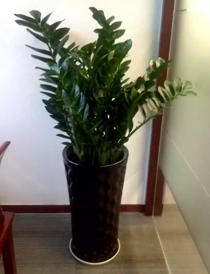家里这3种富贵平安花,送人有讲究!