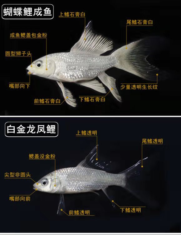 蝴蝶锦鲤的饲养方法，是不是普通锦鲤一样，有哪些不同和区别？