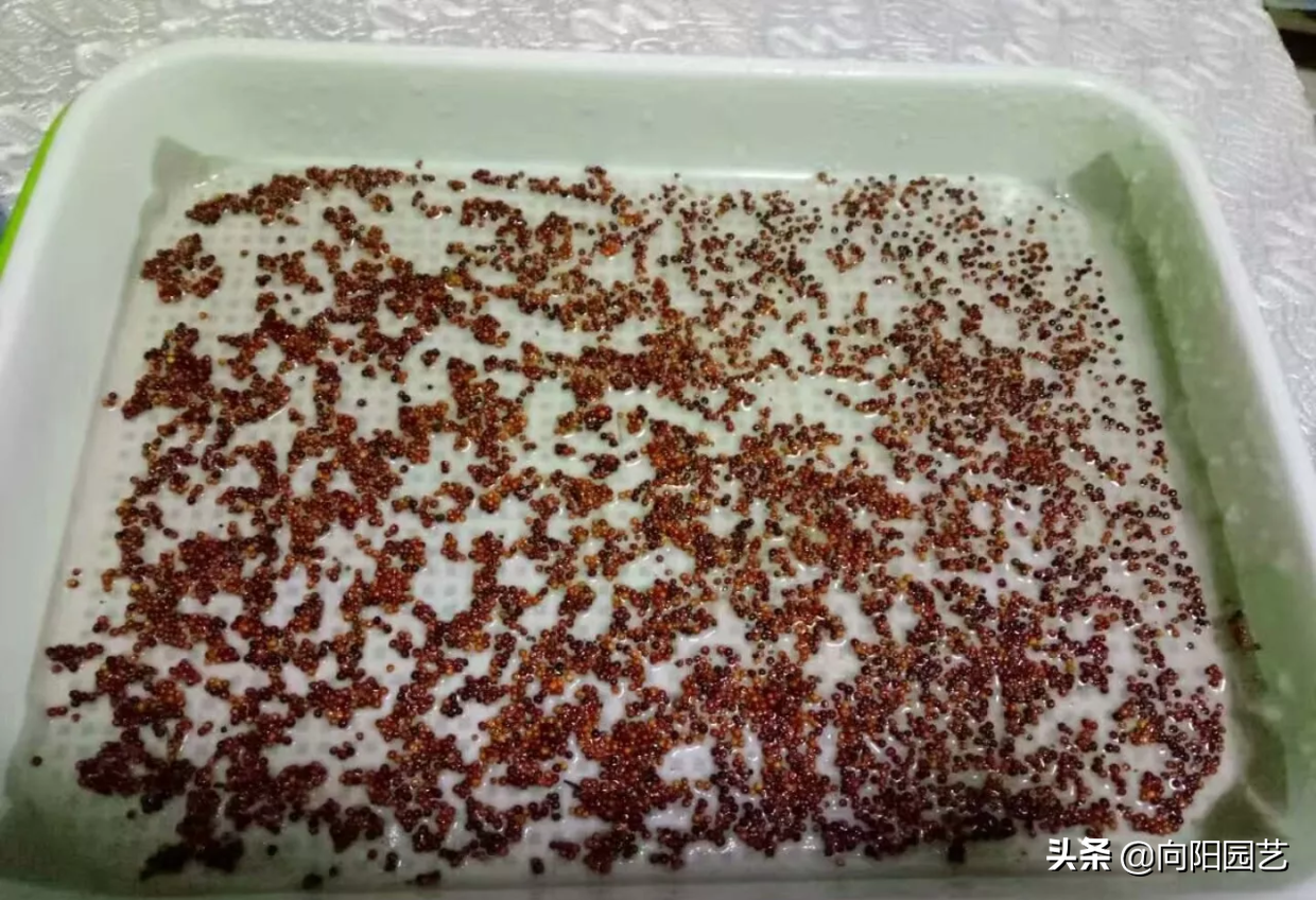 超市两块钱买把豆子，回家放盆里，倒点水，3天收获5斤豆芽