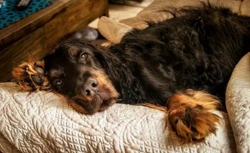 英国雪达犬(英国雪达犬)