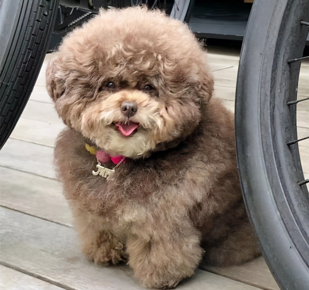 大多数泰迪"活不过"15岁,背后竟是这些原因