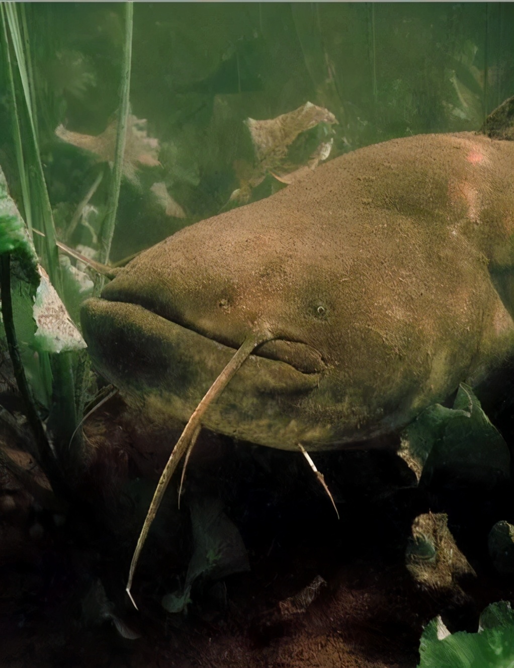 European giant catfish: weighing 800 pounds, can swallow a dog in