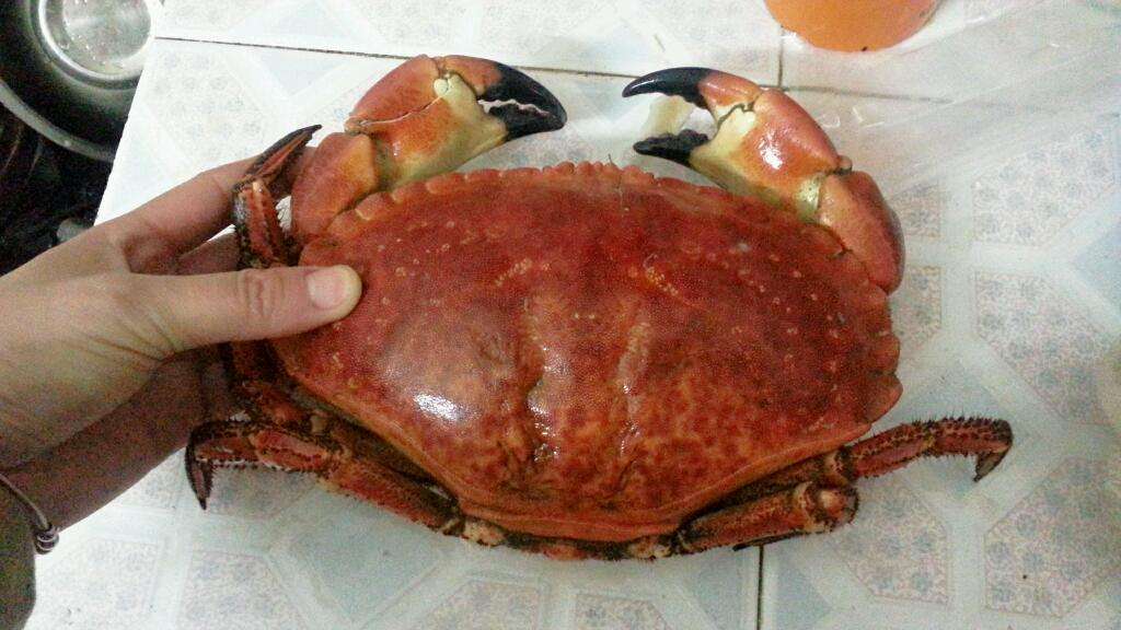 世界上最大的螃蟹 十大巨型螃蟹排名-蟋蟀号,争做互联网的一股清流