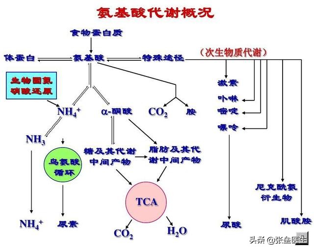 蛋白低是什么原因造成（蛋白低和这五种情况有关快收藏）