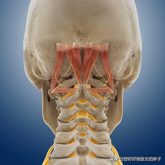 仰脖或者低頭時間長就頭痛,為什麼?醫生:有可能是頸源性頭痛
