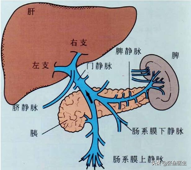 想看看肝脏好不好，又怕检查不全面？解读：这份检查清单请收好！