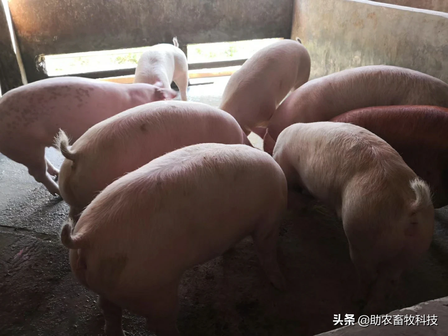 皇竹草、甜象草、糖蔗3号牧草亩产可超30吨,我国北方能种植吗?