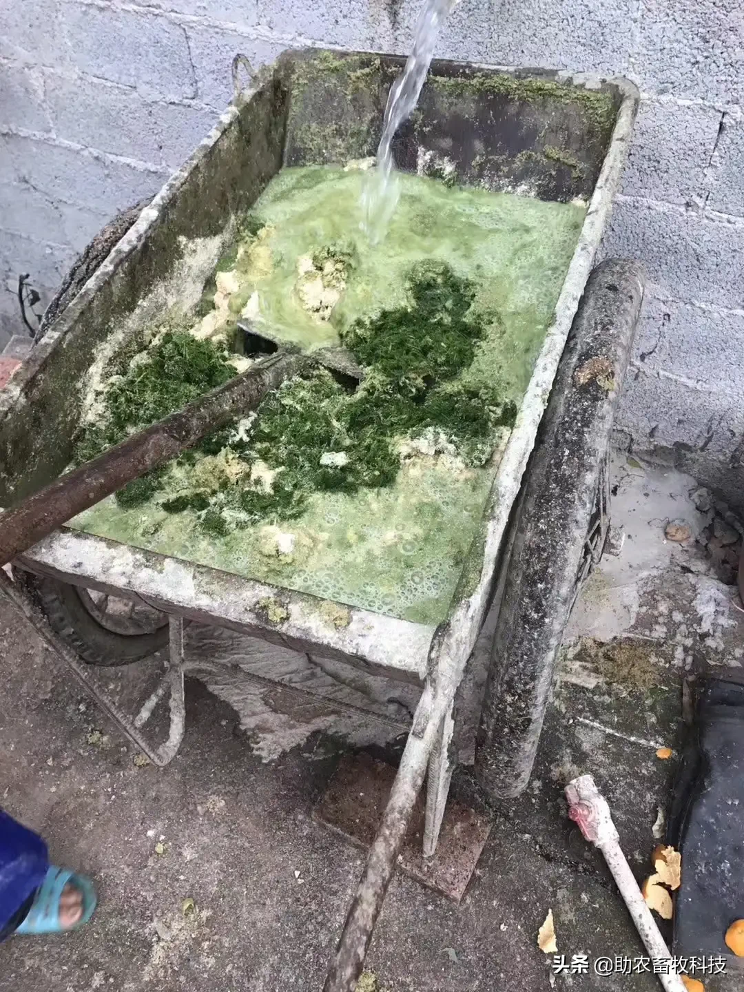 皇竹草、甜象草、糖蔗3号牧草亩产可超30吨,我国北方能种植吗?