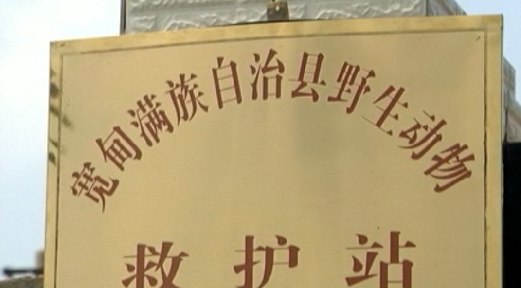 2010年辽宁农妇收留黑熊“弃婴”，当成孙子养，驯养得温顺可爱