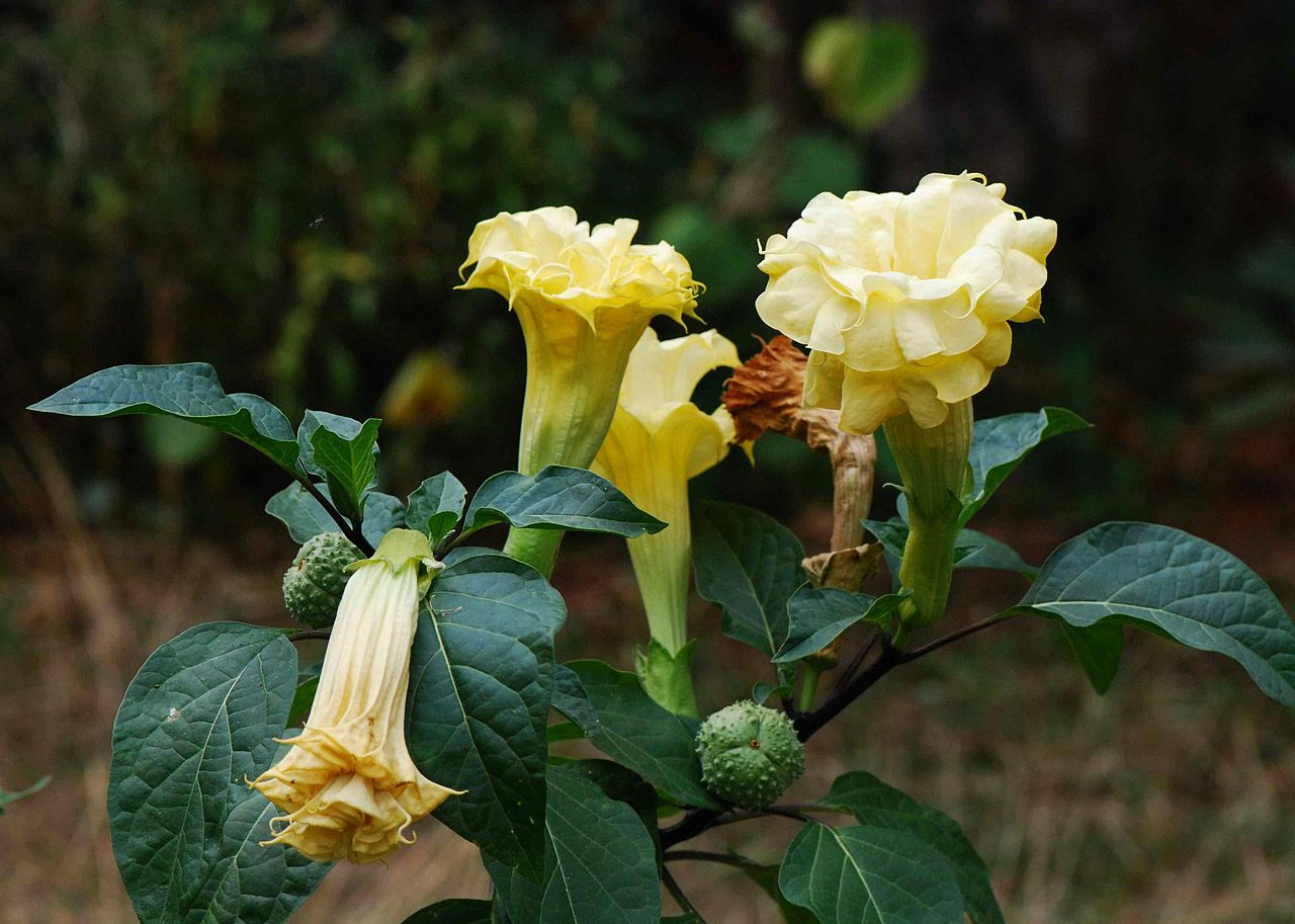 曼陀罗花图片 曼陀罗花麻醉配方 - 天云网