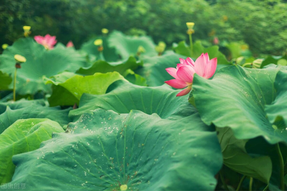 绿肥红瘦处，惊起鸥鹭飞：李清照词《如梦令》两首