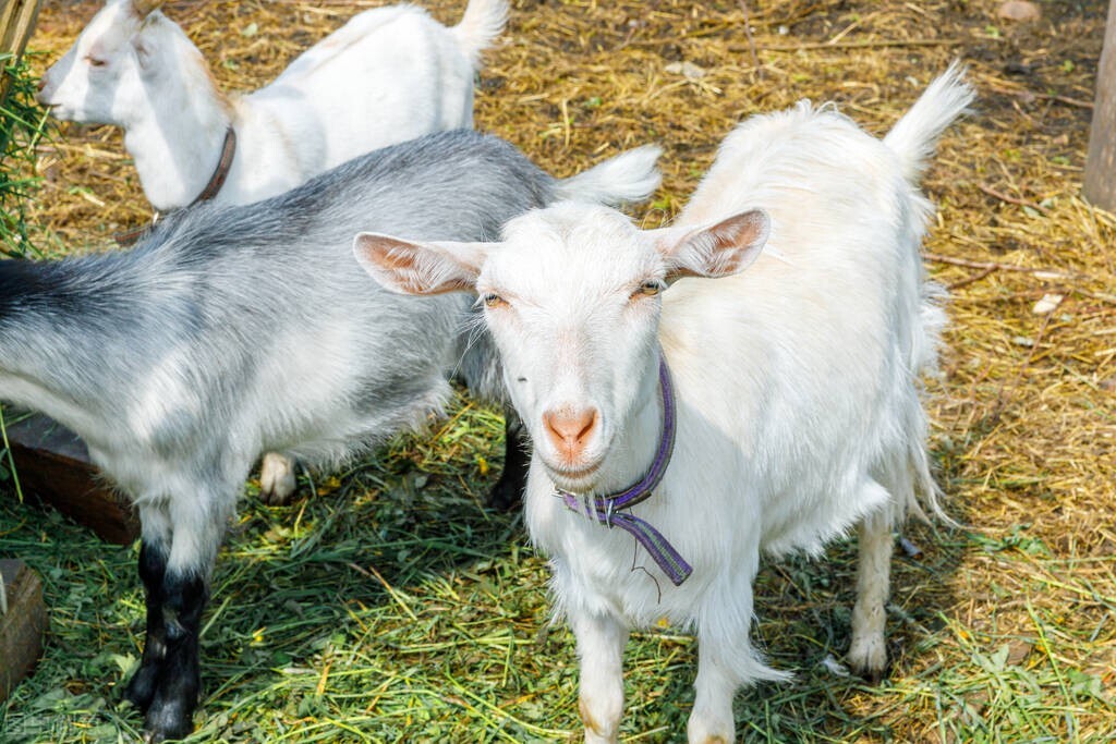 涨价预警:3月31日,猪,牛,羊,蛋,鸡都涨价了,养殖业咋了?