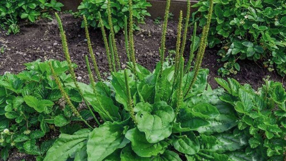 �Ѵ����ڻؼң�������δ����������16ζҰ��ͼ��