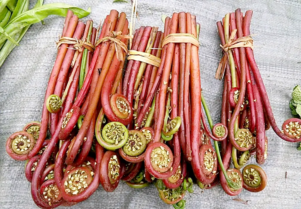 被称为山菜之王的蕨菜会不会致癌?发苦的蕨菜,吃了会不会中毒?