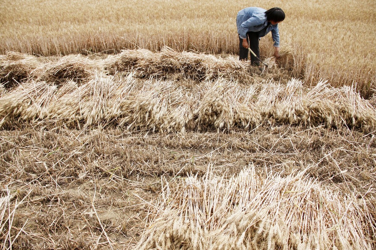 今日新蔡县的小麦价格「新蔡县小麦种植面积」