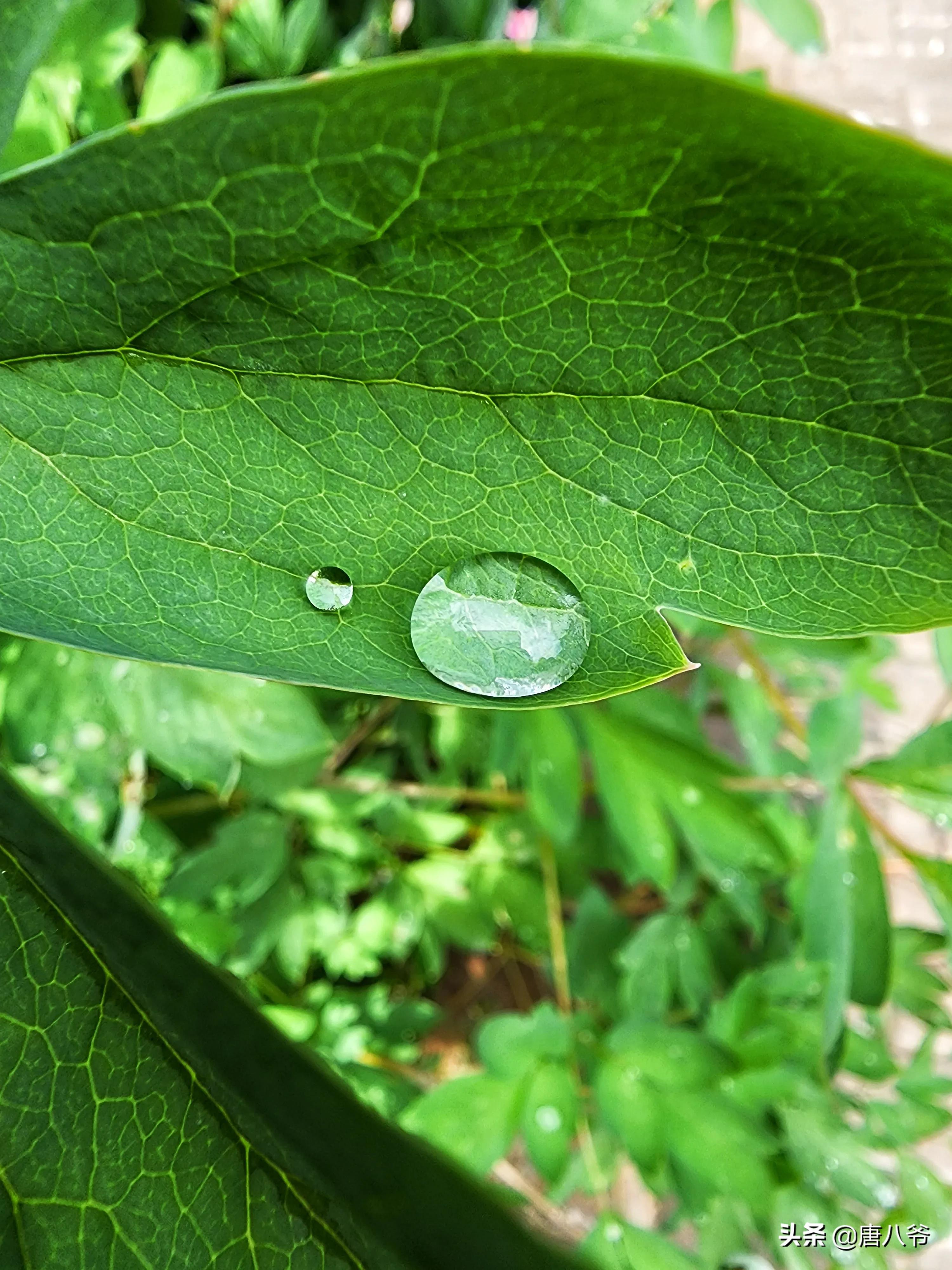 ( 雨後露珠 )