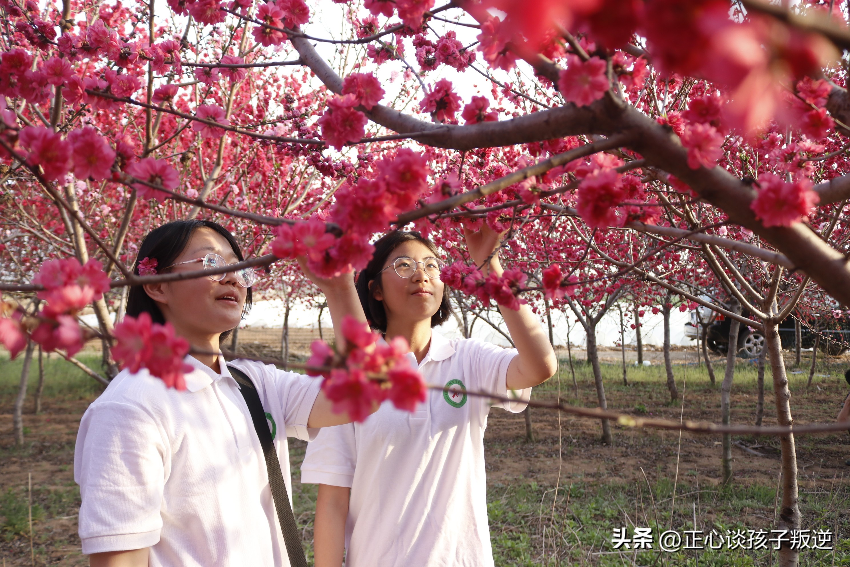 女孩早恋怎样教育才是正确的方法（初中生早恋家长该如何教育和沟通）-第2张图片-科灵网