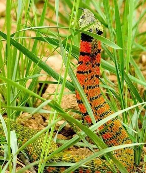 有方形黑斑,颈部及其后一段距离的黑斑之间为鲜红色;腹面为淡黄绿色