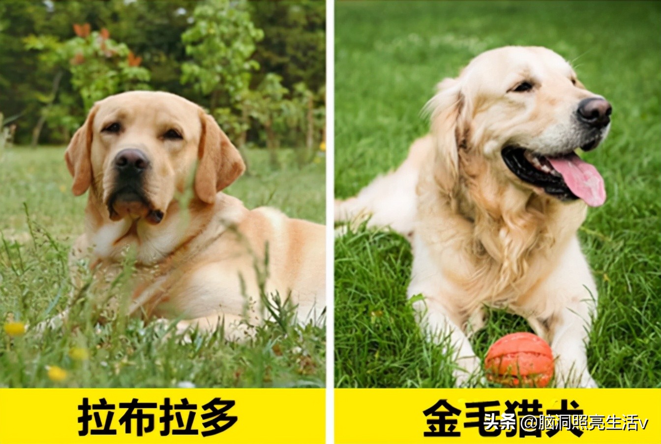 的区别,从外表来看,金毛猎犬的面部更窄,下巴也更瘦,而拉布拉多犬面部