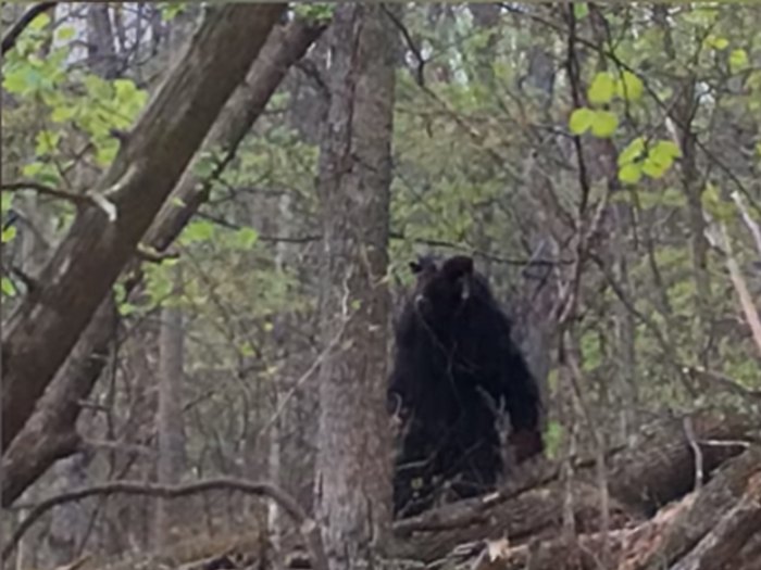 日本黑羊学人类走路!羊为何会直立行走?"山羊人"真的存在吗?