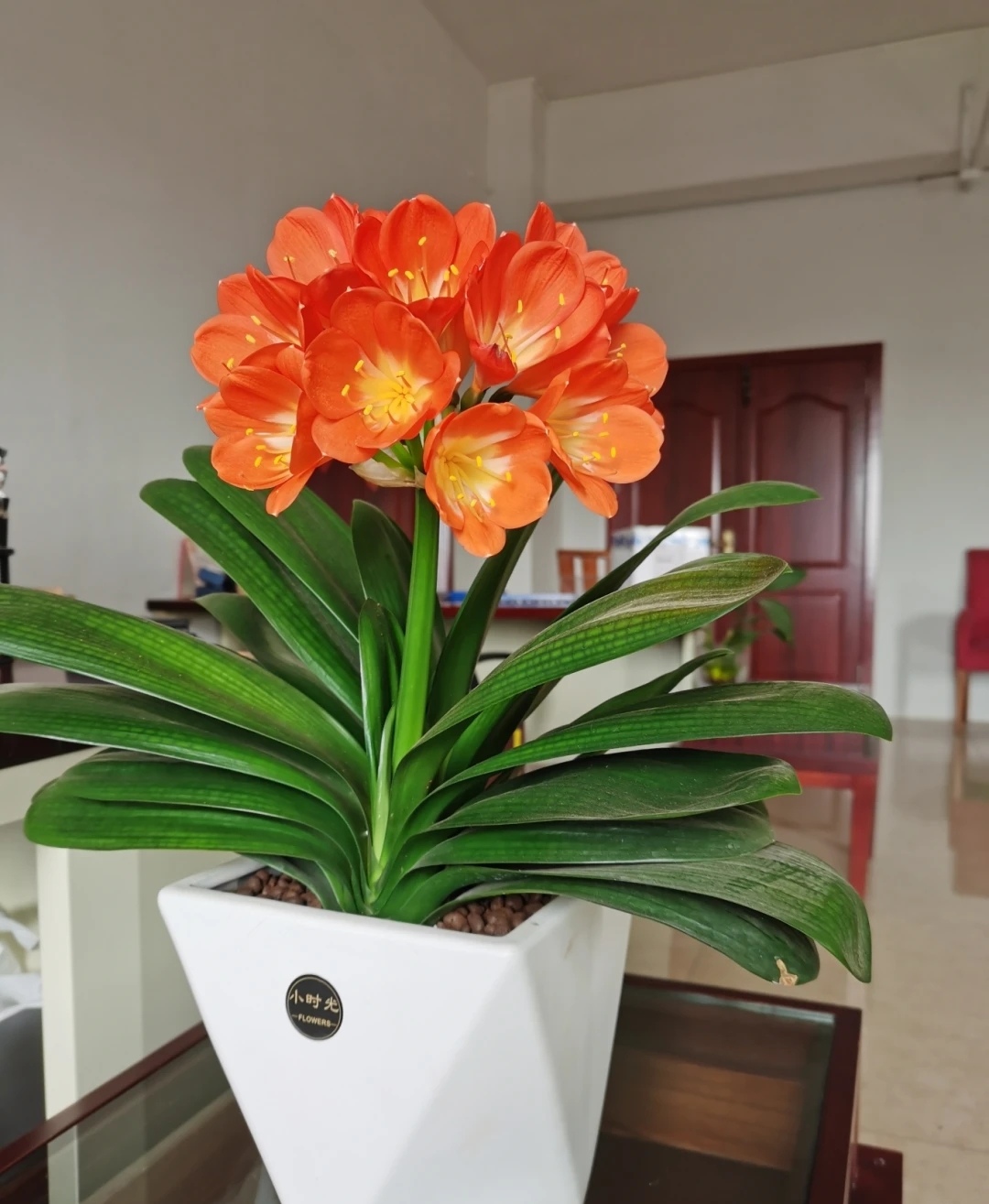 世界上最吉利好运的花(吉祥好运的花) - 升本吧