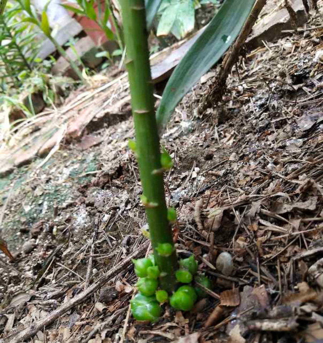 开完没多久就枯黄了,这可能是一次性的激素百合,球茎很小,不能继续复