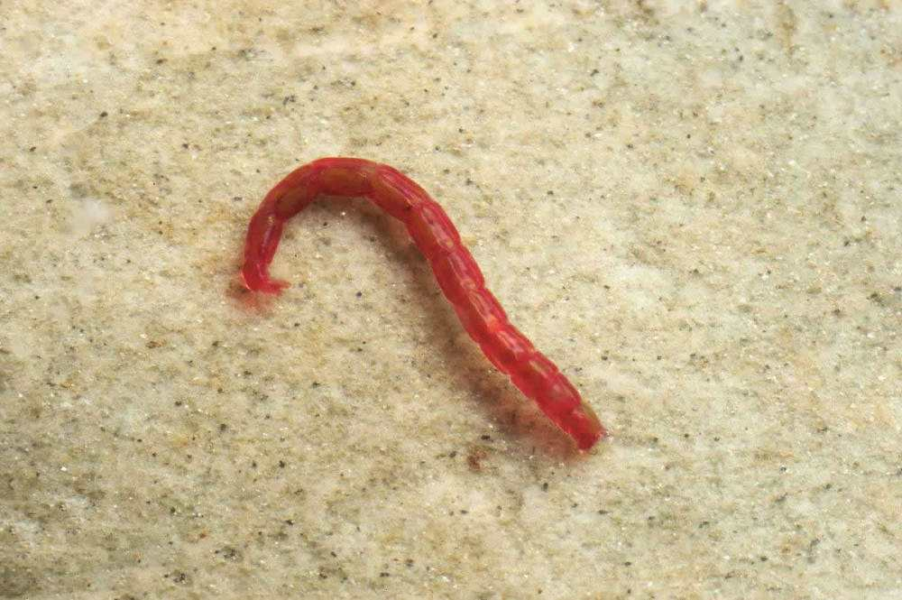 曾经的"捞虫"血红虫  如今却变成了非法捕捞