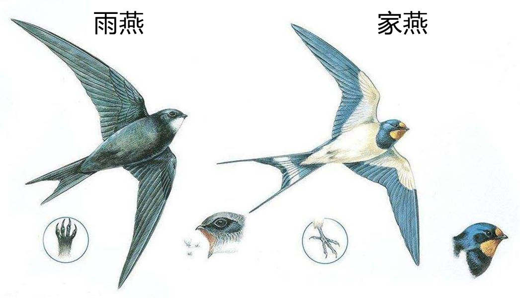 中国燕子种类图片大全图片