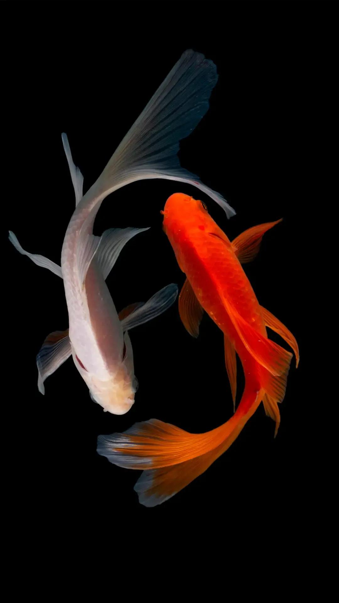 恭喜這對夫婦喜結連理（祝賀張文泉袁海瓊新婚福禧）