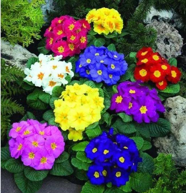 樱草花 花开有时 100 天天看点